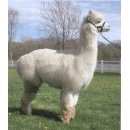 Pelo de Alpaca